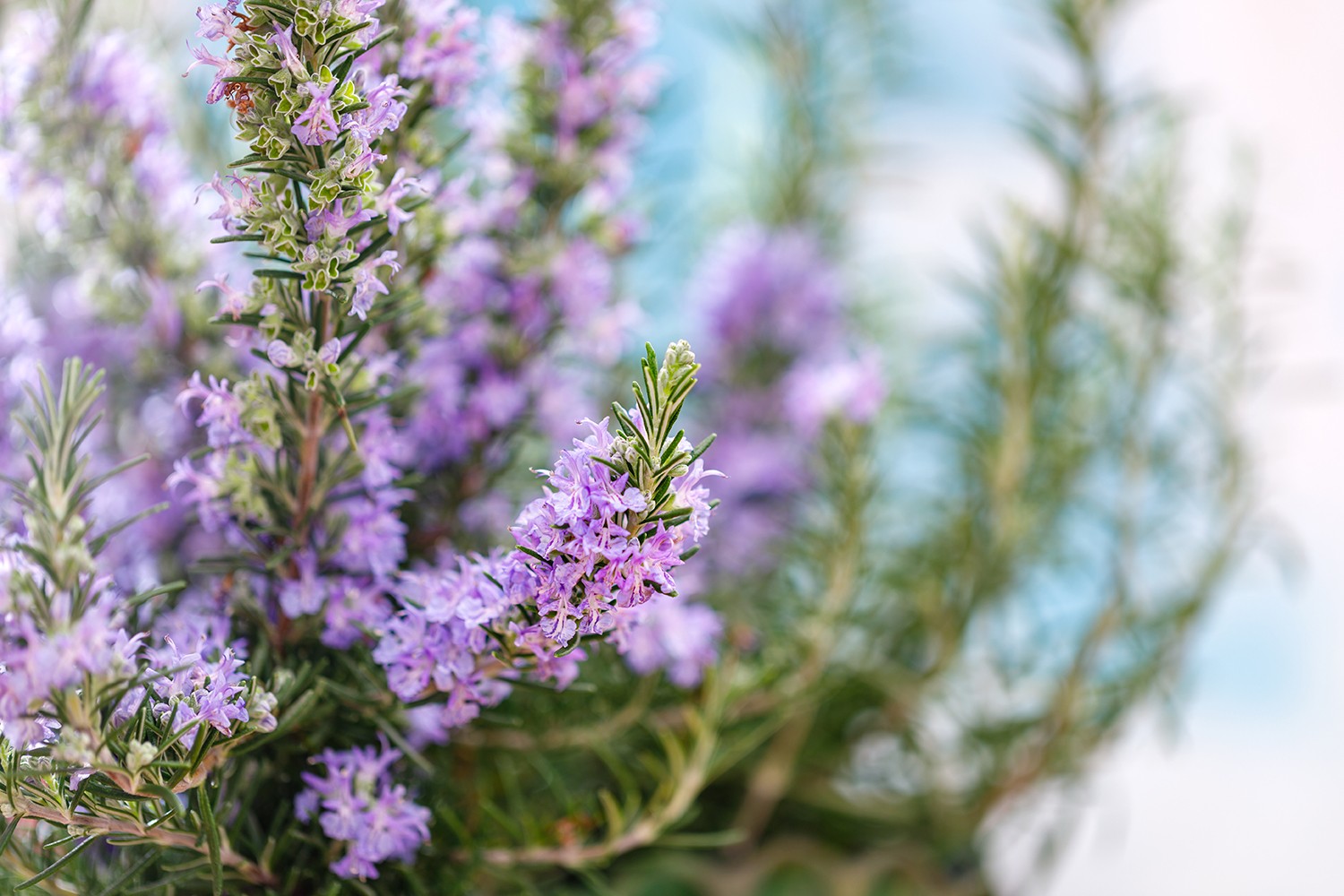 Rozmaring krém: az igénybe vett testrészek kedvence