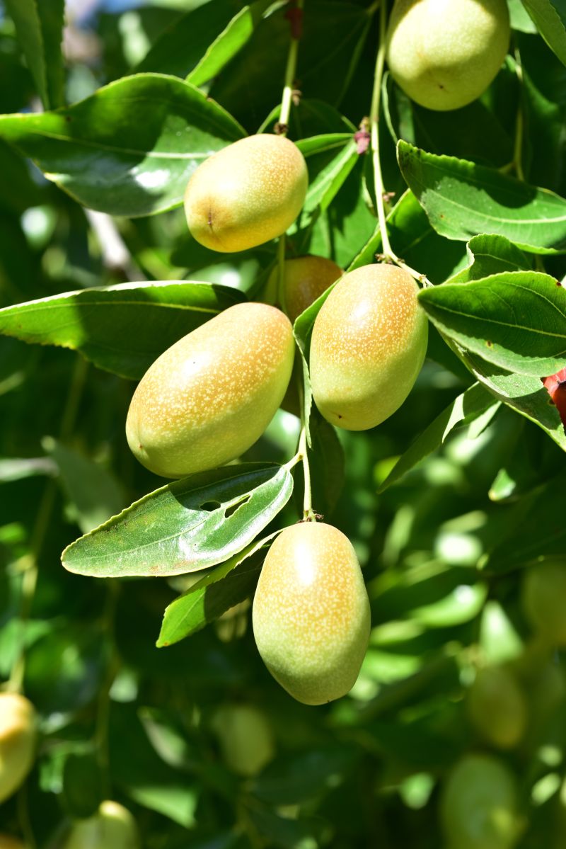 A jojoba olaj a bőr és hajápolás nagyágyúja!