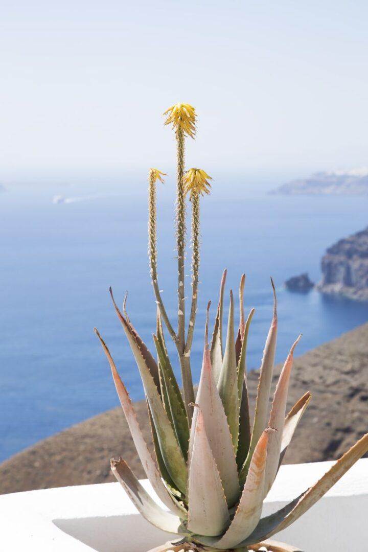 Aloe Vera: a bőrápolás Jolly Jokere