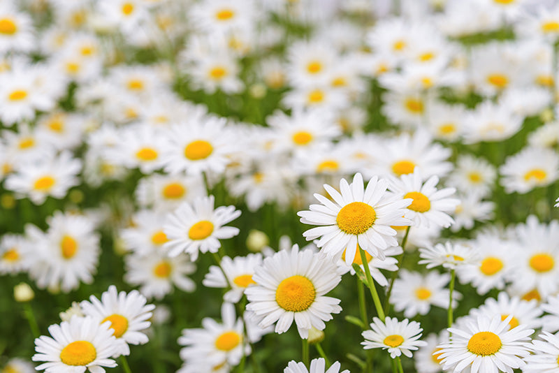 A kamilla hatása a bőrre – természetes gyengédség és időtálló bőrápolás a KrémMestertől